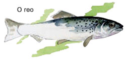 Especie moi próxima á troita, ten un ciclo de vida moi semellante ao salmón, e comparte espazo no Xuvia con poboacións máis pequenas. 