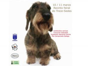 O recinto feiral do Trece acollerá esta fin de semana a sétima edición da “Exposición Canina” de Narón