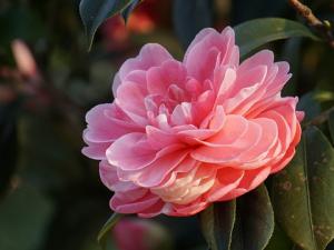 A “XIV Mostra da Camelia Cidade de Narón” celebrarase os días 10 e 11 de febreiro nas instalacións do Centro Comercial Dolce Vita Odeón A “XIV Mostra da Camelia Cidade de Narón” celebrarase os días 10 e 11 de febreiro nas instalacións do Centro Comercial Dolce Vita Odeón