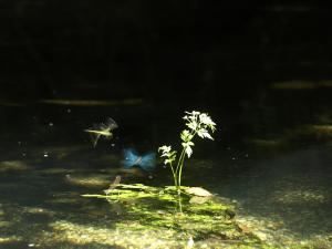 Flora e fauna do Río Xuvia