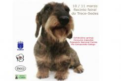 O recinto feiral do Trece acollerá esta fin de semana a sétima edición da “Exposición Canina” de Narón O recinto feiral do Trece acollerá esta fin de semana a sétima edición da “Exposición Canina” de Narón