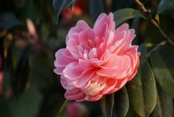 A “XIV Mostra da Camelia Cidade de Narón” celebrarase os días 10 e 11 de febreiro nas instalacións do Centro Comercial Dolce Vita Odeón A “XIV Mostra da Camelia Cidade de Narón” celebrarase os días 10 e 11 de febreiro nas instalacións do Centro Comercial Dolce Vita Odeón